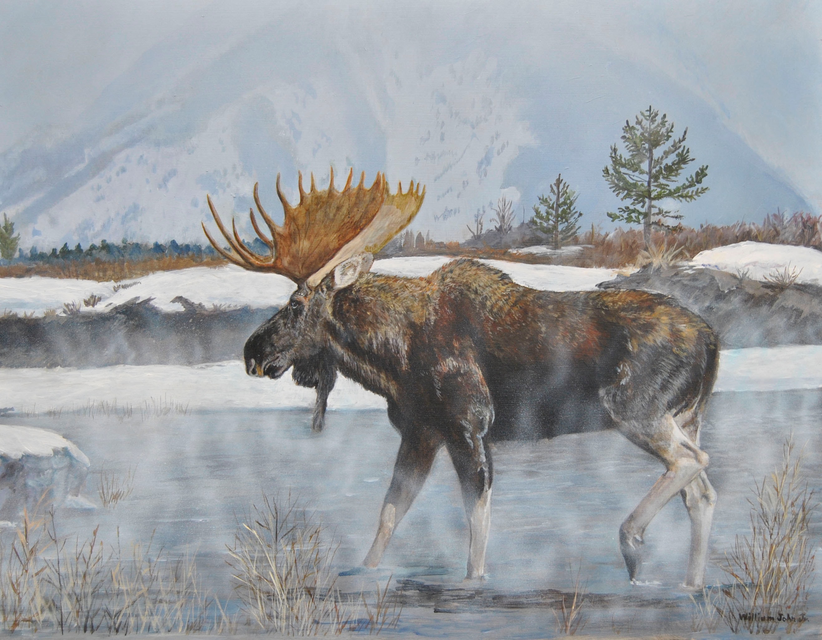 Bull moose wading through icy winter stream — painting by William John Jr.
